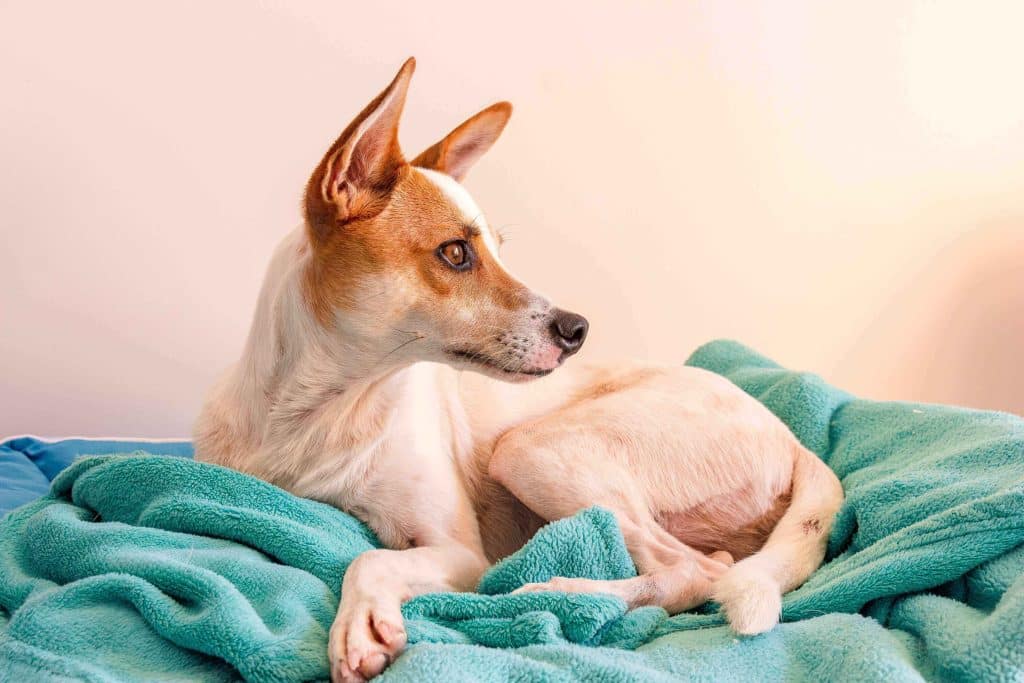 Cachorro deitado em uma coberta azul.