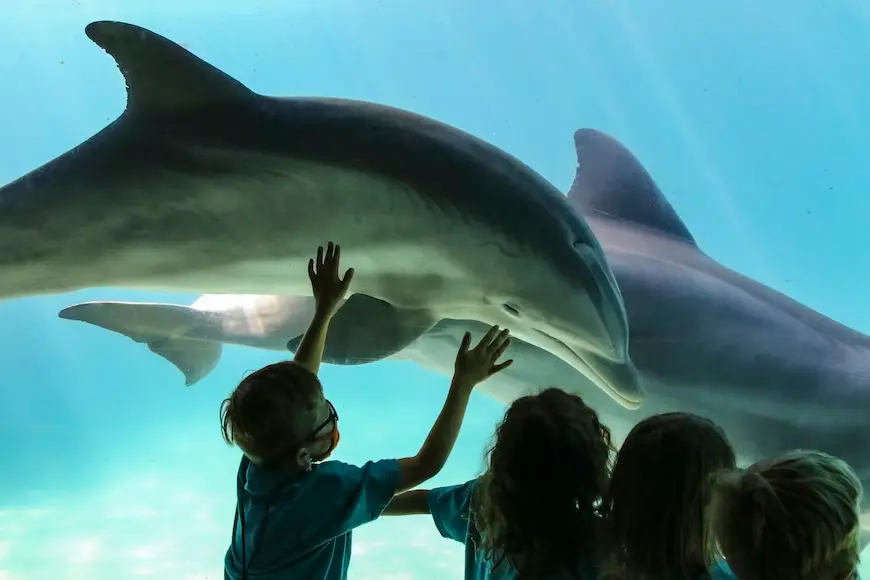 Golfinhos em aquário com crianças olhando
