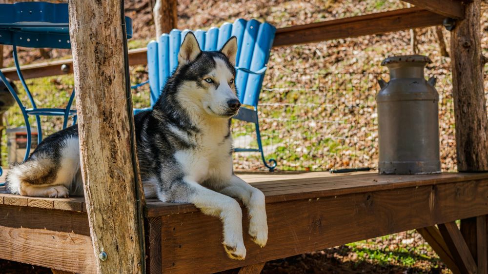 como levar animal em voo - Seguro Viagem Coris