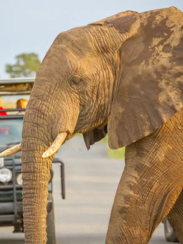 Safári na África - Coris Seguro Viagem